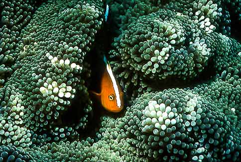 Orange Anemonefish - Amphiprion sandaracinos