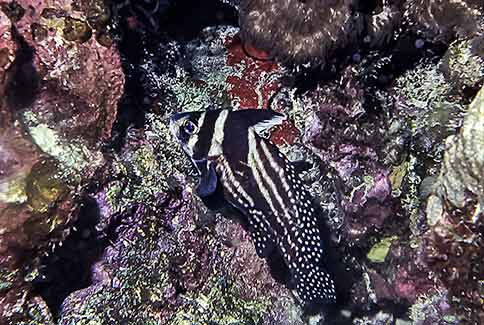 Spotted Drum - Equetus punctatus