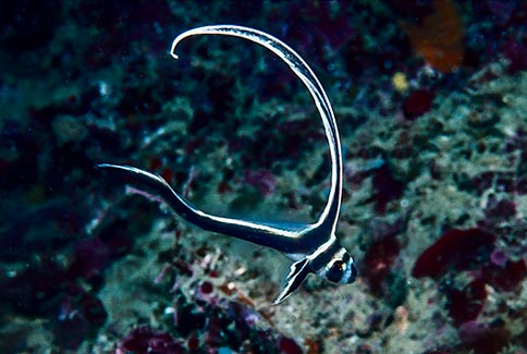 Juvenile Spotted Drum - Equetus punctatus