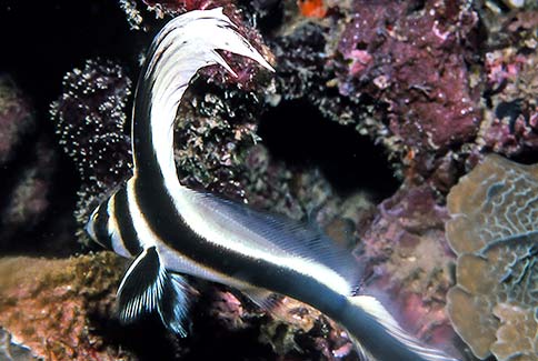 Spotted Drum - Equetus punctatus