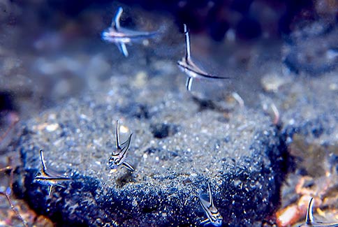 Juvenile Cubbyu - Equetus umbrosus