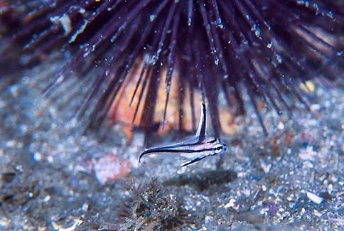 Juvenile Cubbyu - Equetus umbrosus