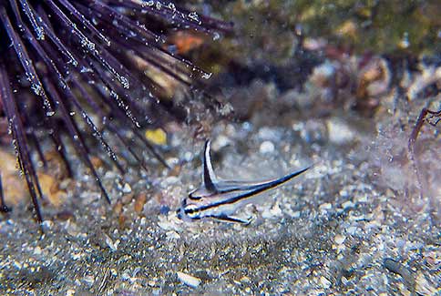 Juvenile Cubbyu - Equetus umbrosus