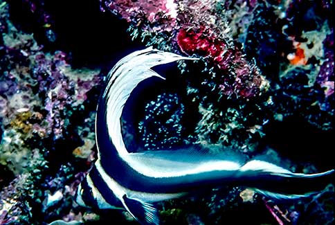 Spotted Drum - Equetus punctatus