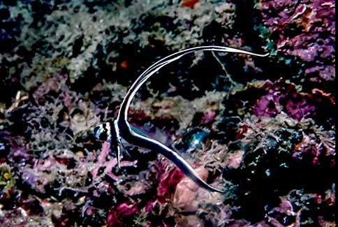 Juvenile Spotted Drum - Equetus punctatus