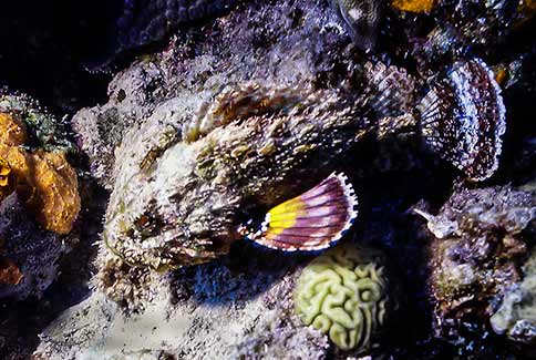 Spotted Scorpianfish - Scorpaena grandicomis