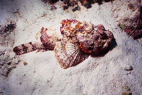 Spotted Scorpianfish - Scorpaena grandicomis