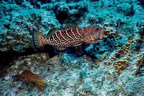 Tiger Grouper - Mycteropterca tigris