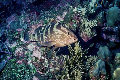 Nassau Grouper - Epinephelus striatus