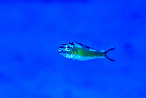 Tobaccofish - Serranus tabacarius