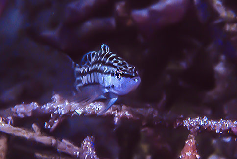 Harlequin Bass - Serranus tigrinus
