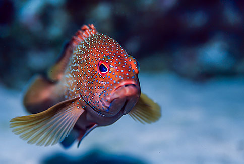 Coney - Epinephelus fulvus