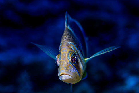 Barred Hamlet - Hypoplectrus puella