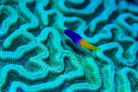 Fairy Basslet - Gramma loreto