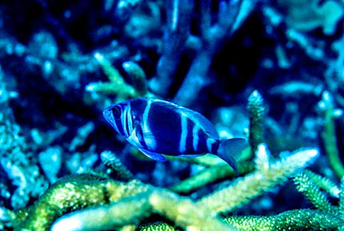 Indigo Hamlet - Hypoplectus puella