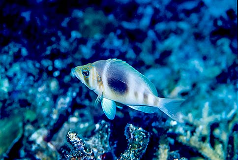 Barred Hamlet - Hypoplectrus puella