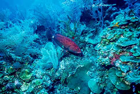 Yellowfin Grouper - Mycteroperca venenosa