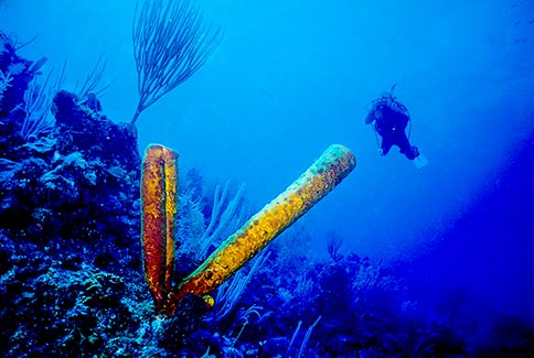 Yellow Tube Sponge - Aplysina fistularis