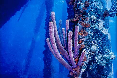 Stove-Pipe Sponge - Aplysina archeri