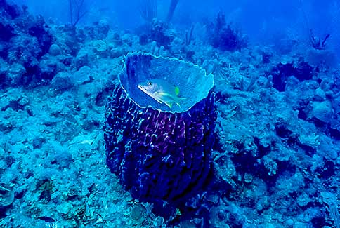 Giant Barrel Sponge - Xestospongia muta