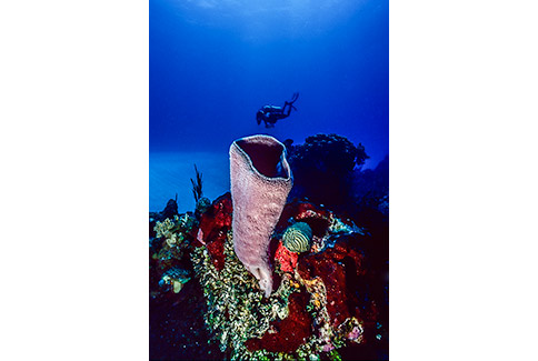 Pink Vase Sponge - Niphates digialis