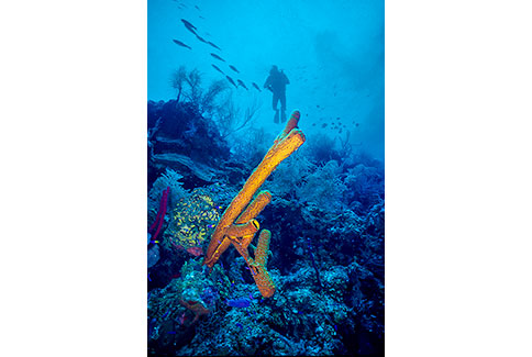 Yellow Tube Sponge - Aplysina fistularis