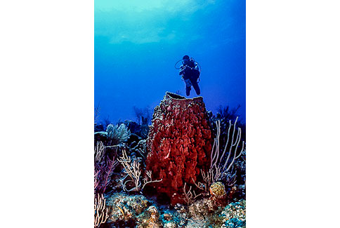 Giant Barrel Sponge - Xestospongia muta