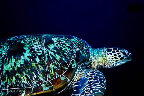 Green Turtle - Chelonia mydas