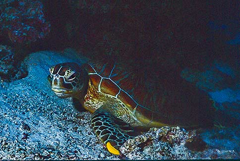 Green Turtle - Chelonia mydas