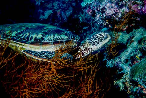 Green Turtle - Chelonia mydas