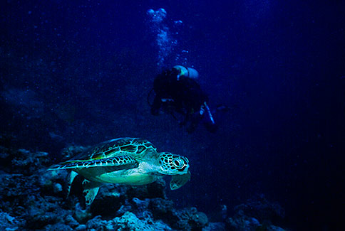 Green Turtle - Chelonia mydas