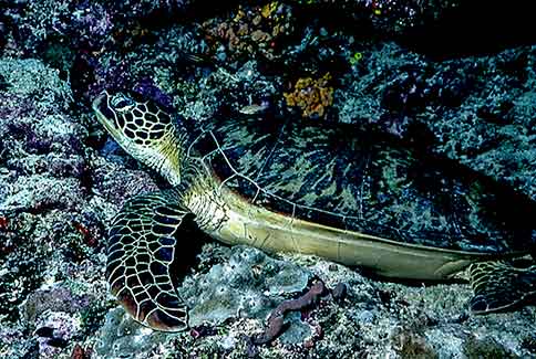 Green Turtle - Chelonia mydas