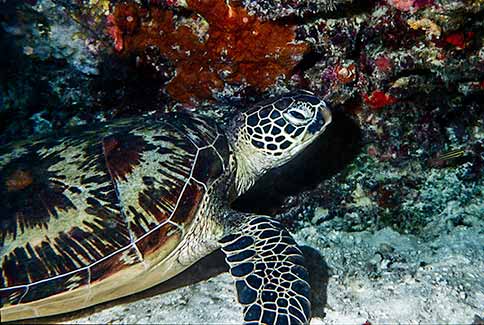 Green Turtle - Chelonia mydas