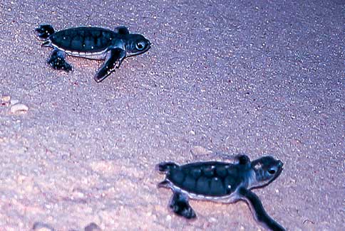 Green Turtle Hatchlings - Chelonia mydas