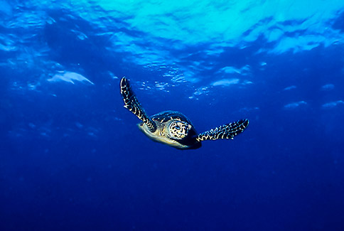 Hawksbill Turtle - Eretmochelys imbriocta