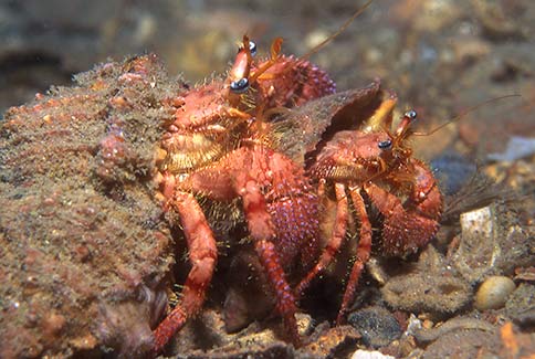 Bareye Hermit - Dardanus fucosus