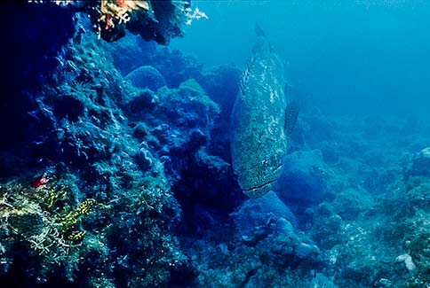 Jewfish - Epinephelus itajara