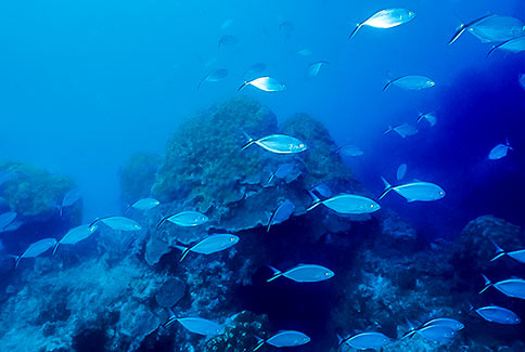 Bar Jack - Caranx ruber