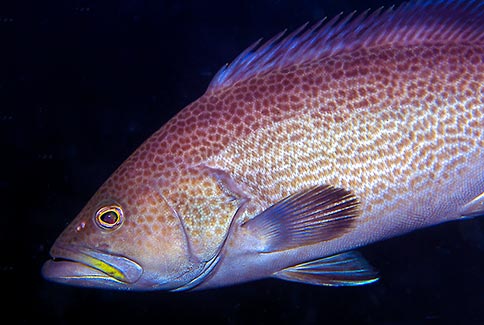 Yellowmouth Grouper - Mycteroperca interstitalis