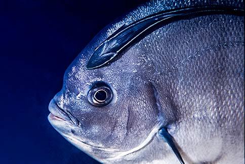 Atlantic Spadefish - Chaetodipterus faber with Shark Sucker