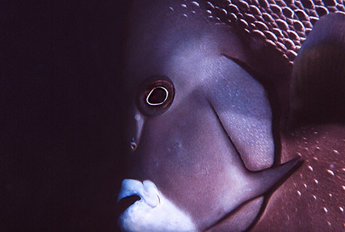 Gray Angelfish - Pomacanthus arcuatus