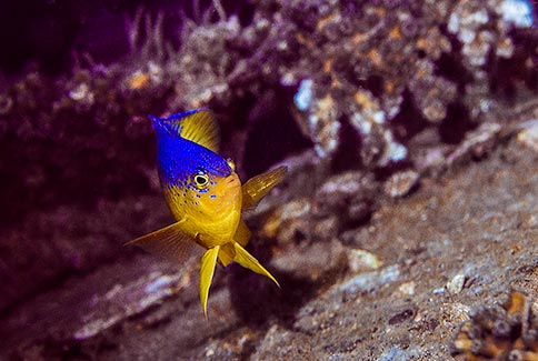 Cocoa Damselfish (juvenile) - Stegastes variabilis