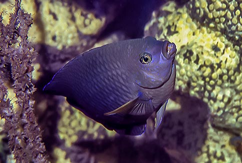 Cocoa Damselfish - Stegastes variabilis