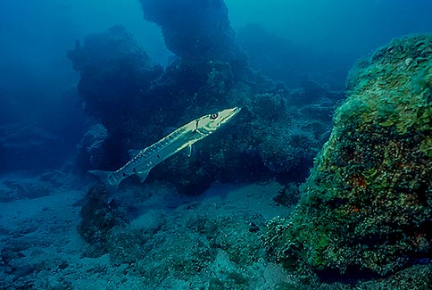Great Barracuda - Sphyraena barracuda