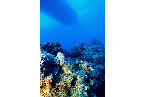 Reef Scene with Boat Silhouette